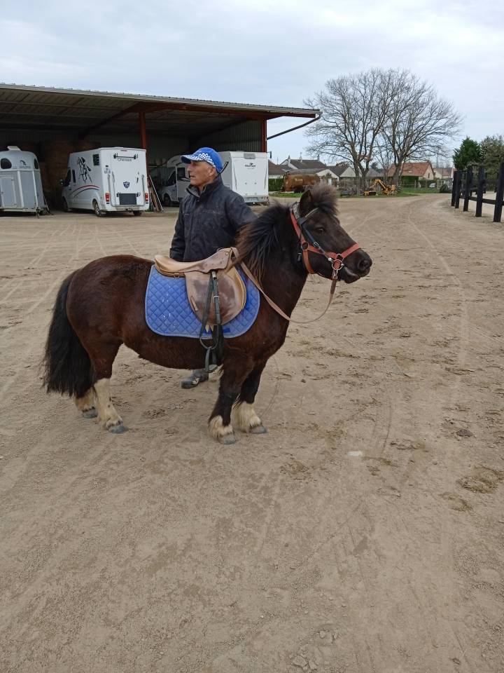 Stallion Shetland Pony For sale 2012 Dark Bay