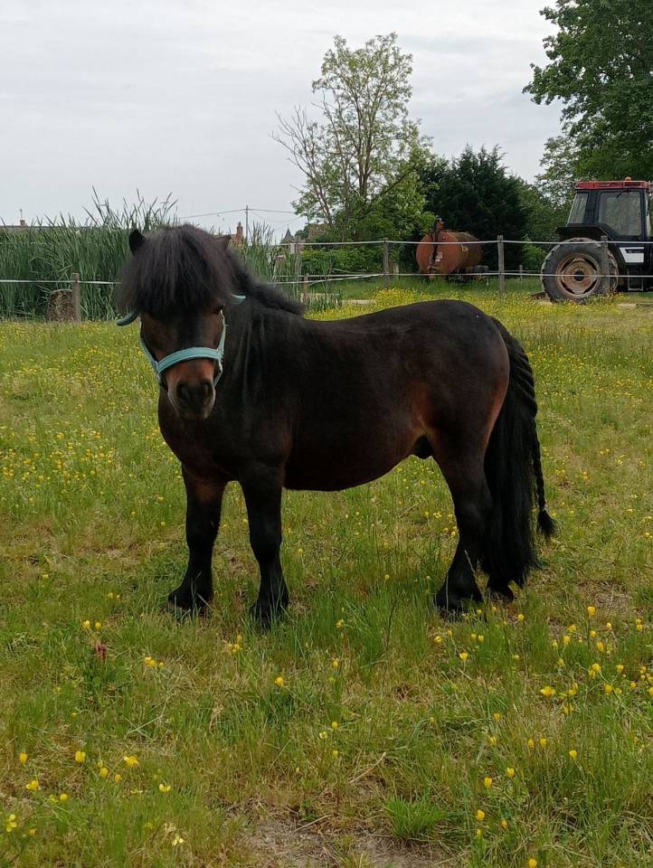 Stallion Shetland Pony For sale 2012 Dark Bay