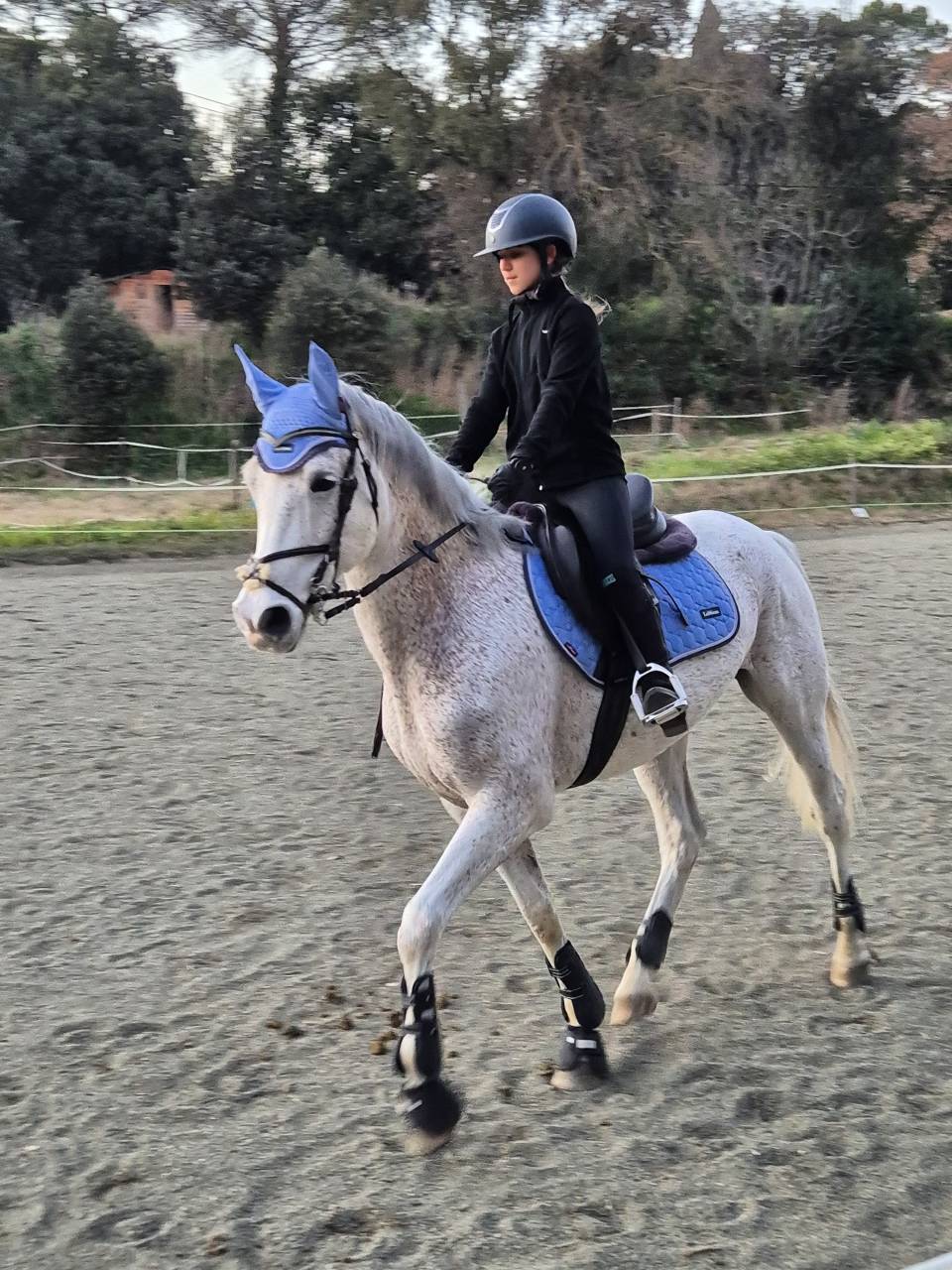 Gelding Arabian For sale 2017 Grey