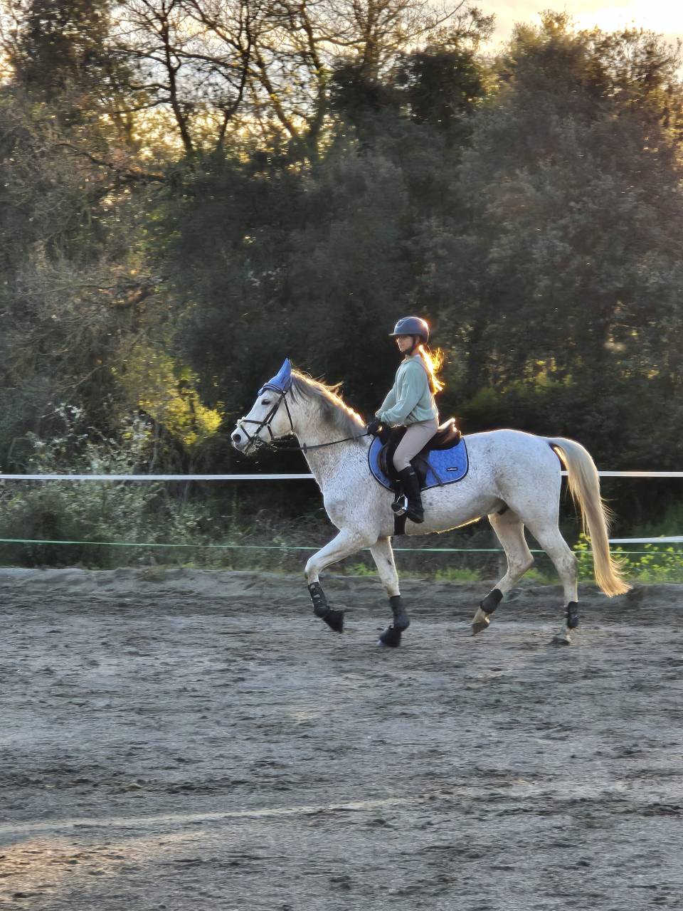 Gelding Arabian For sale 2017 Grey