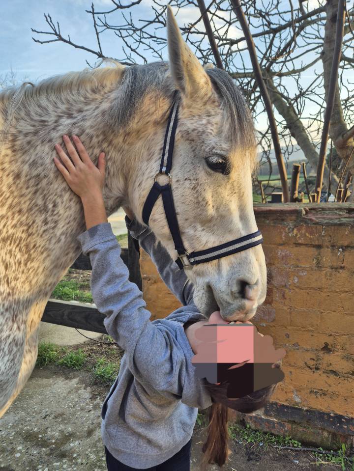 Gelding Arabian For sale 2017 Grey