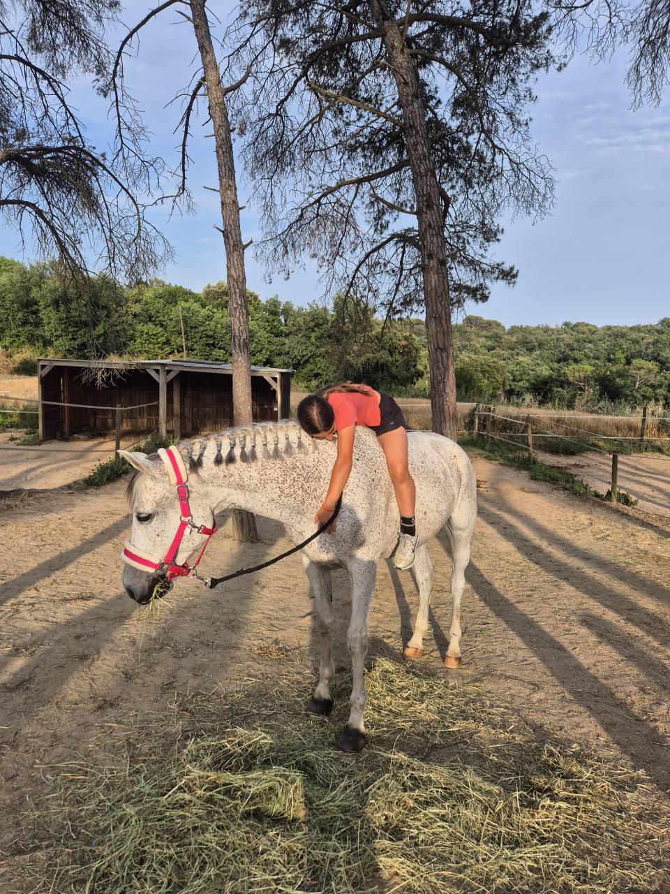 Gelding Arabian For sale 2017 Grey