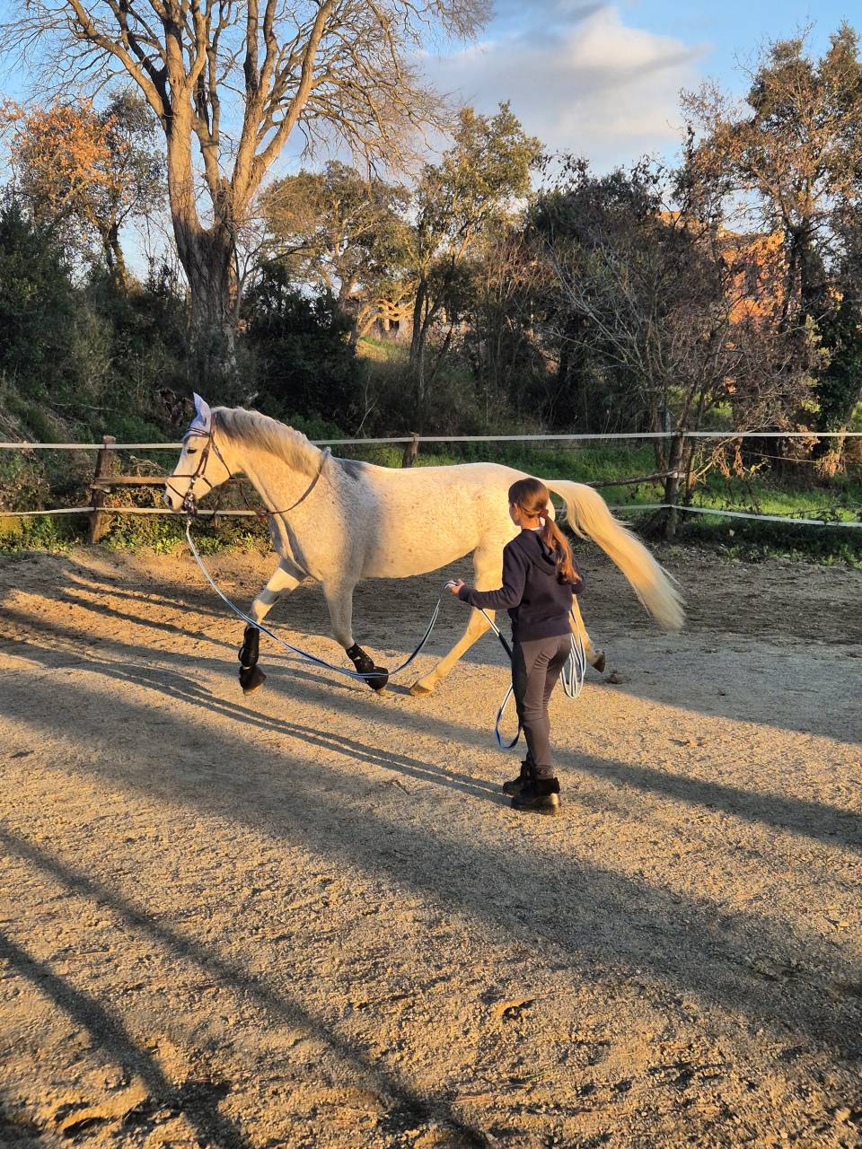Gelding Arabian For sale 2017 Grey