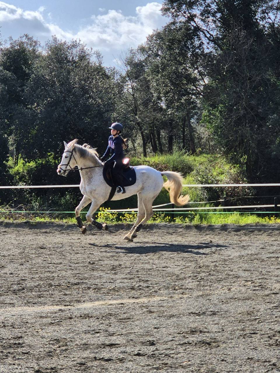 Gelding Arabian For sale 2017 Grey