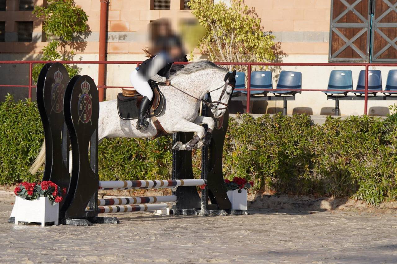 Gelding Arabian For sale 2017 Grey