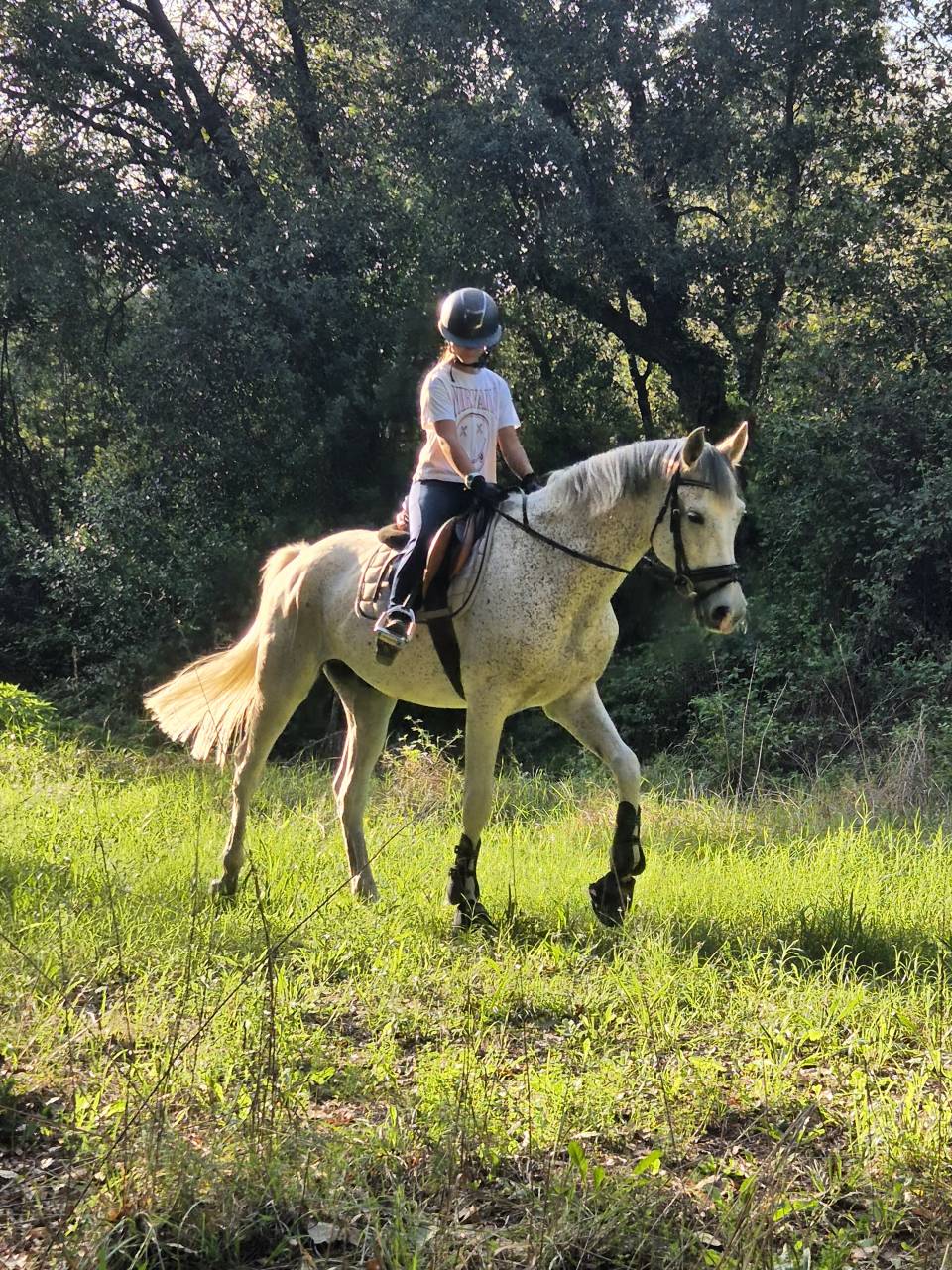 Gelding Arabian For sale 2017 Grey