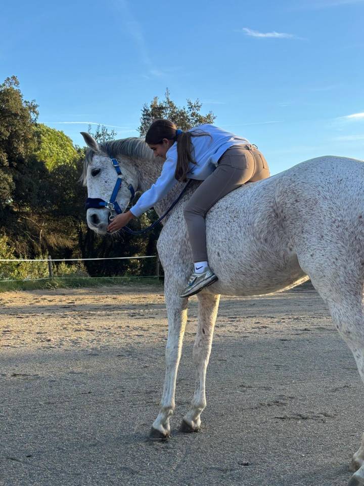 Gelding Arabian For sale 2017 Grey