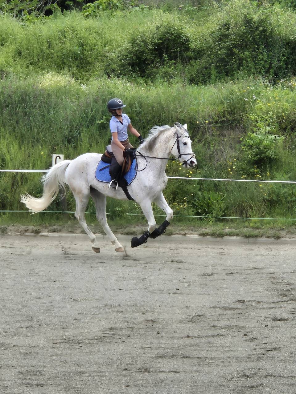Gelding Arabian For sale 2017 Grey