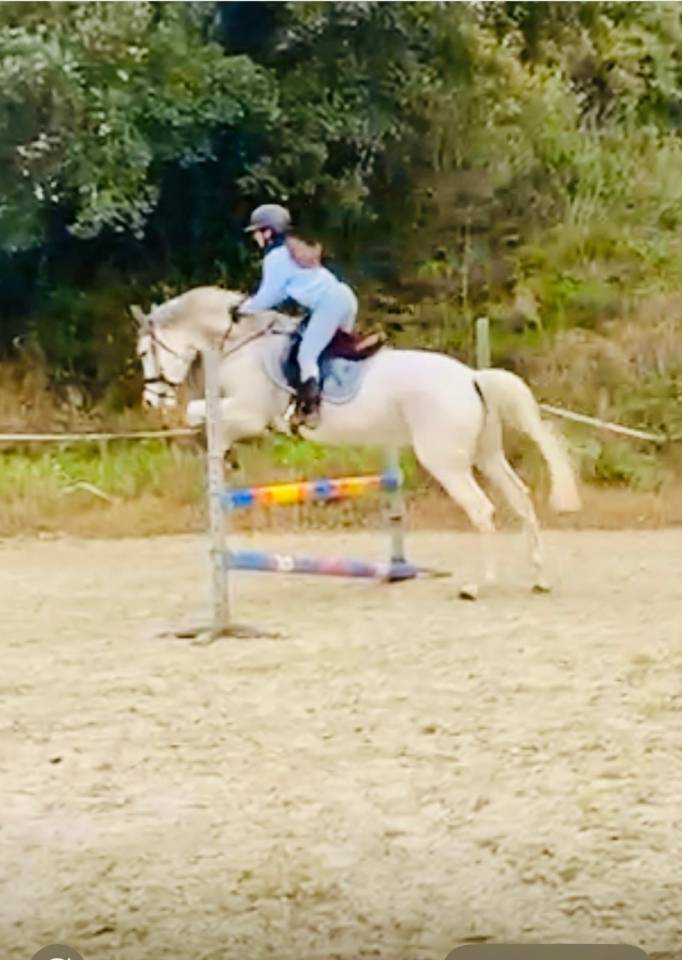Gelding Arabian For sale 2017 Grey