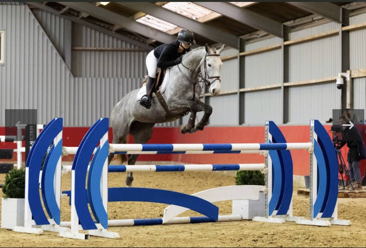 Mare Zangersheide For sale 2019 Grey