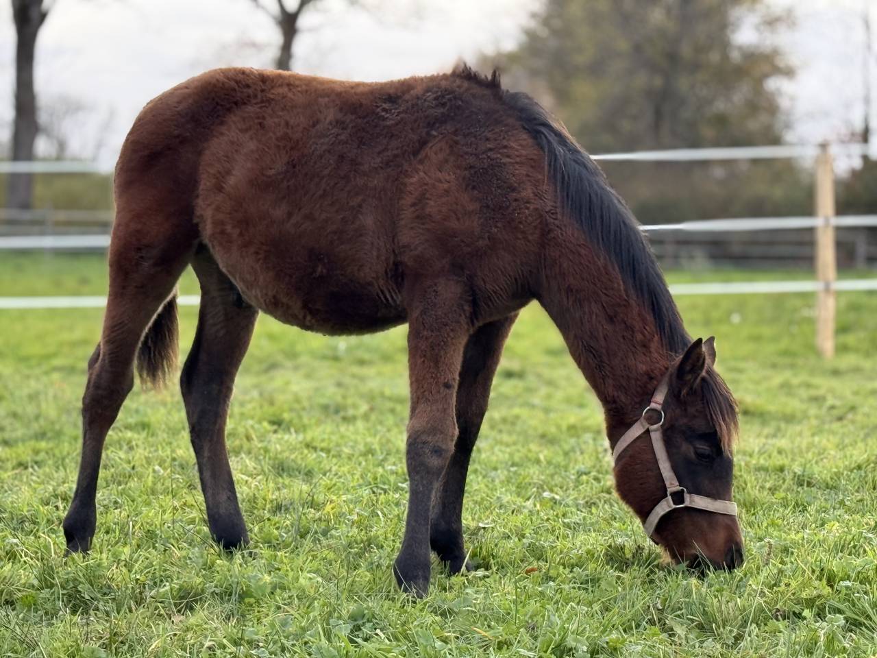 Colt Origin Recorded For sale 2025 Bay