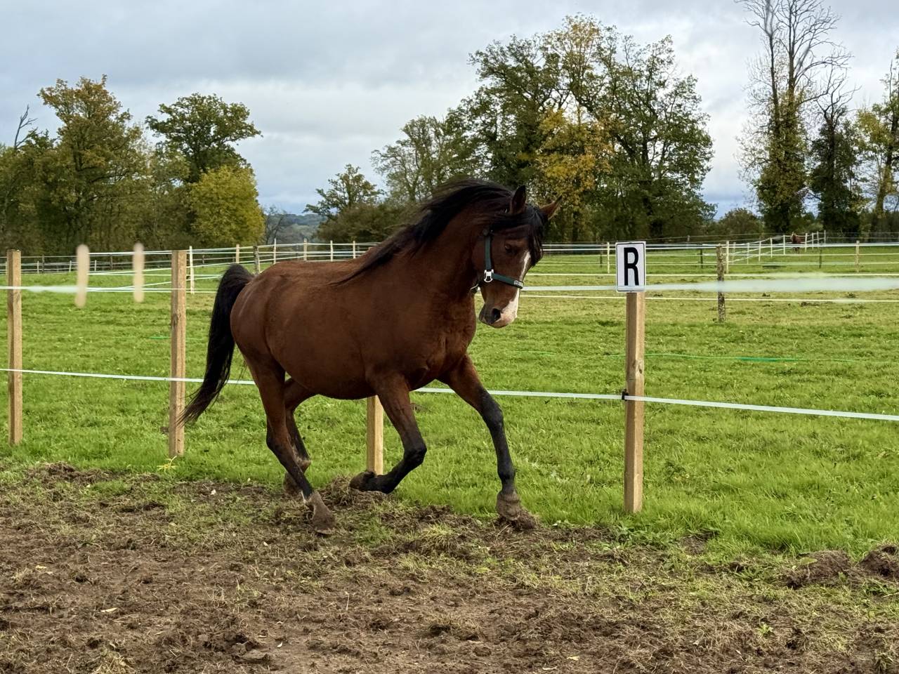 Colt Origin Recorded For sale 2025 Bay