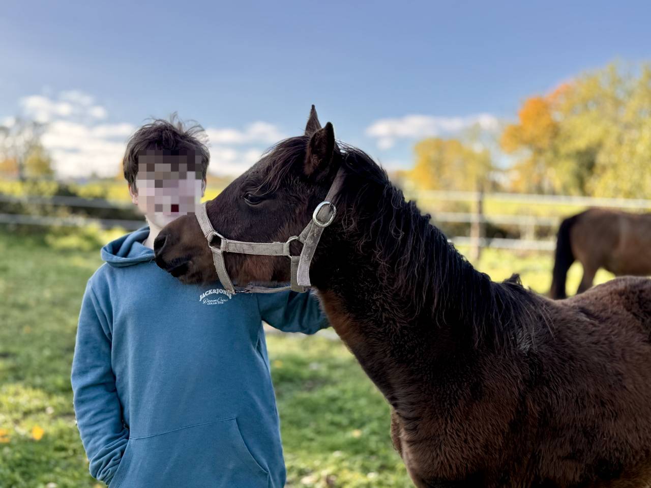 Colt Origin Recorded For sale 2025 Bay