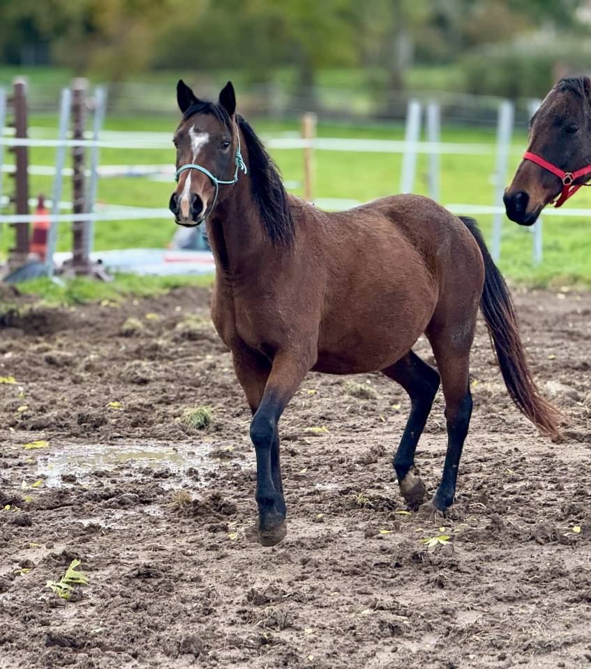 Colt Origin Recorded For sale 2025 Bay