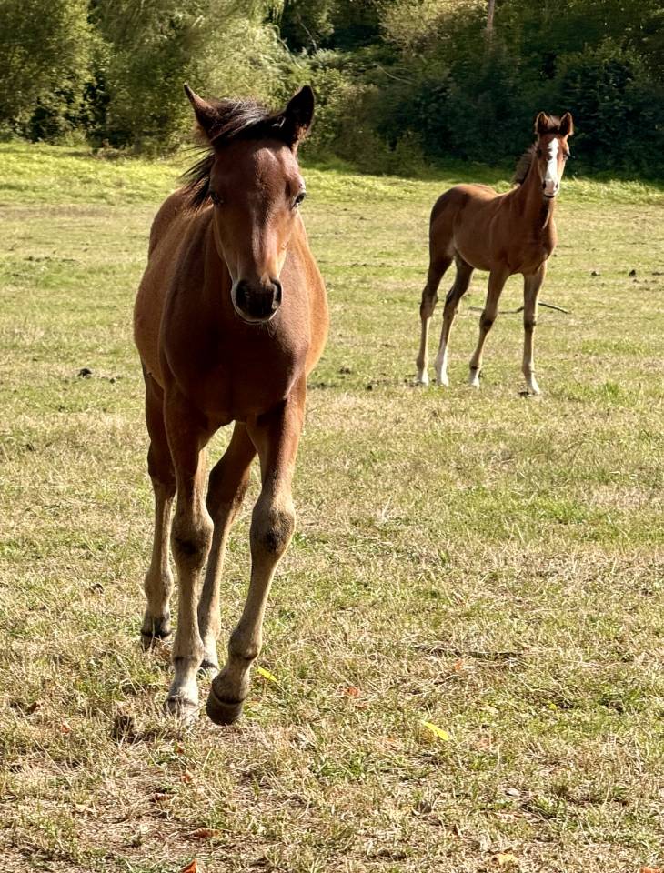 Colt Origin Recorded For sale 2025 Bay