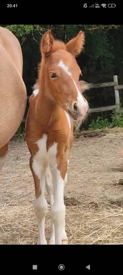 Filly French Saddle Pony For sale 2025 Tobiano