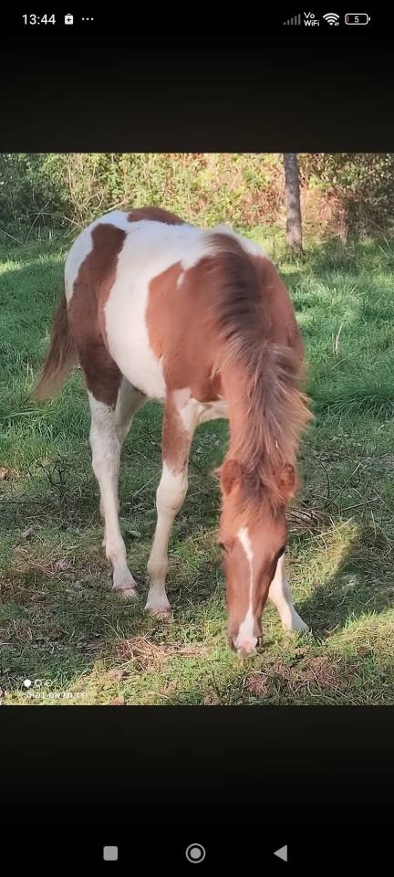 Filly French Saddle Pony For sale 2025 Tobiano