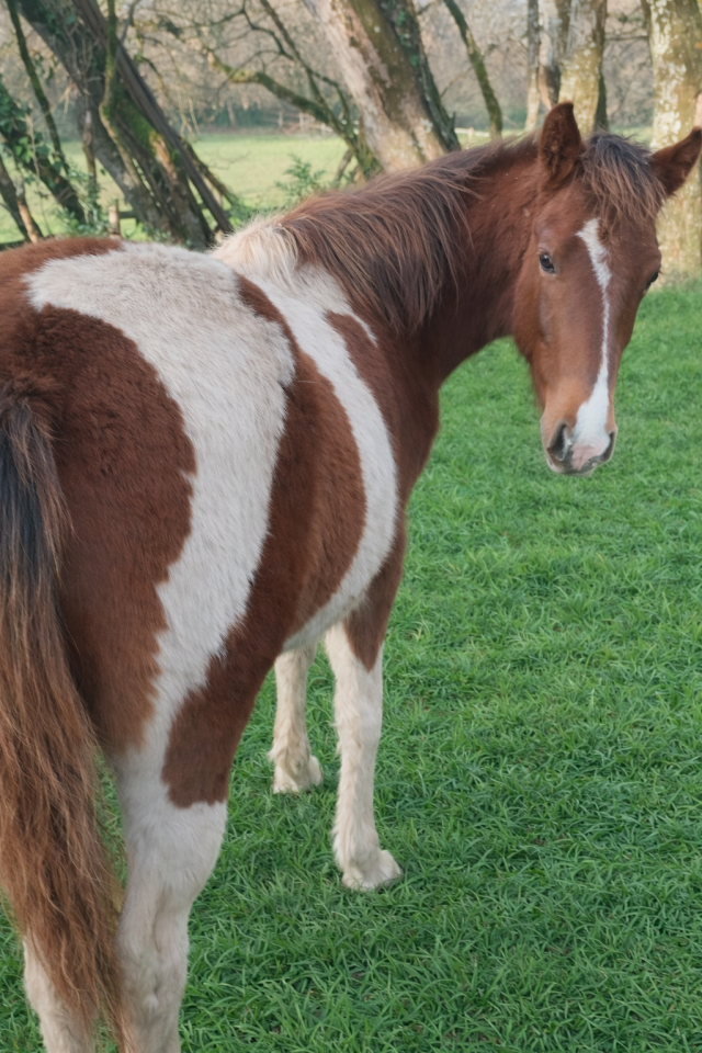 Filly French Saddle Pony For sale 2025 Tobiano
