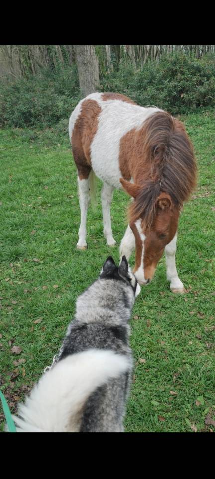 Filly French Saddle Pony For sale 2025 Tobiano