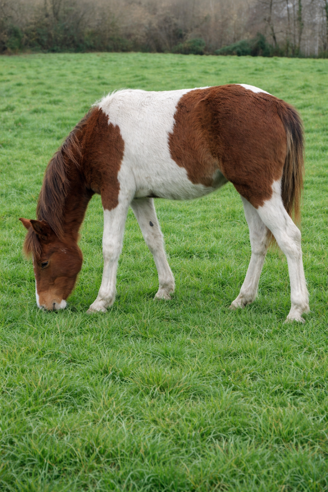 Filly French Saddle Pony For sale 2025 Tobiano