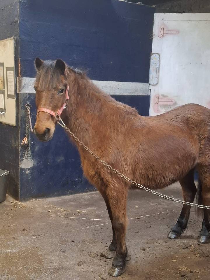 Broodmare Dartmoor For sale 2004 Bay