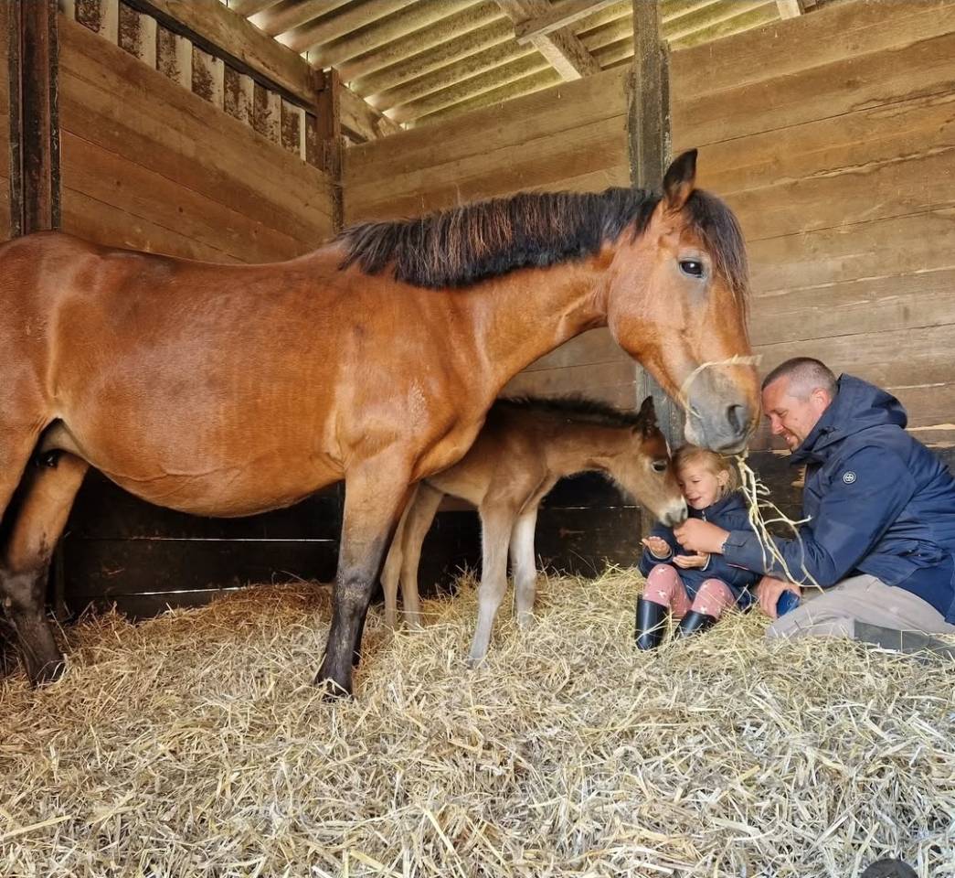 Broodmare Dartmoor For sale 2004 Bay