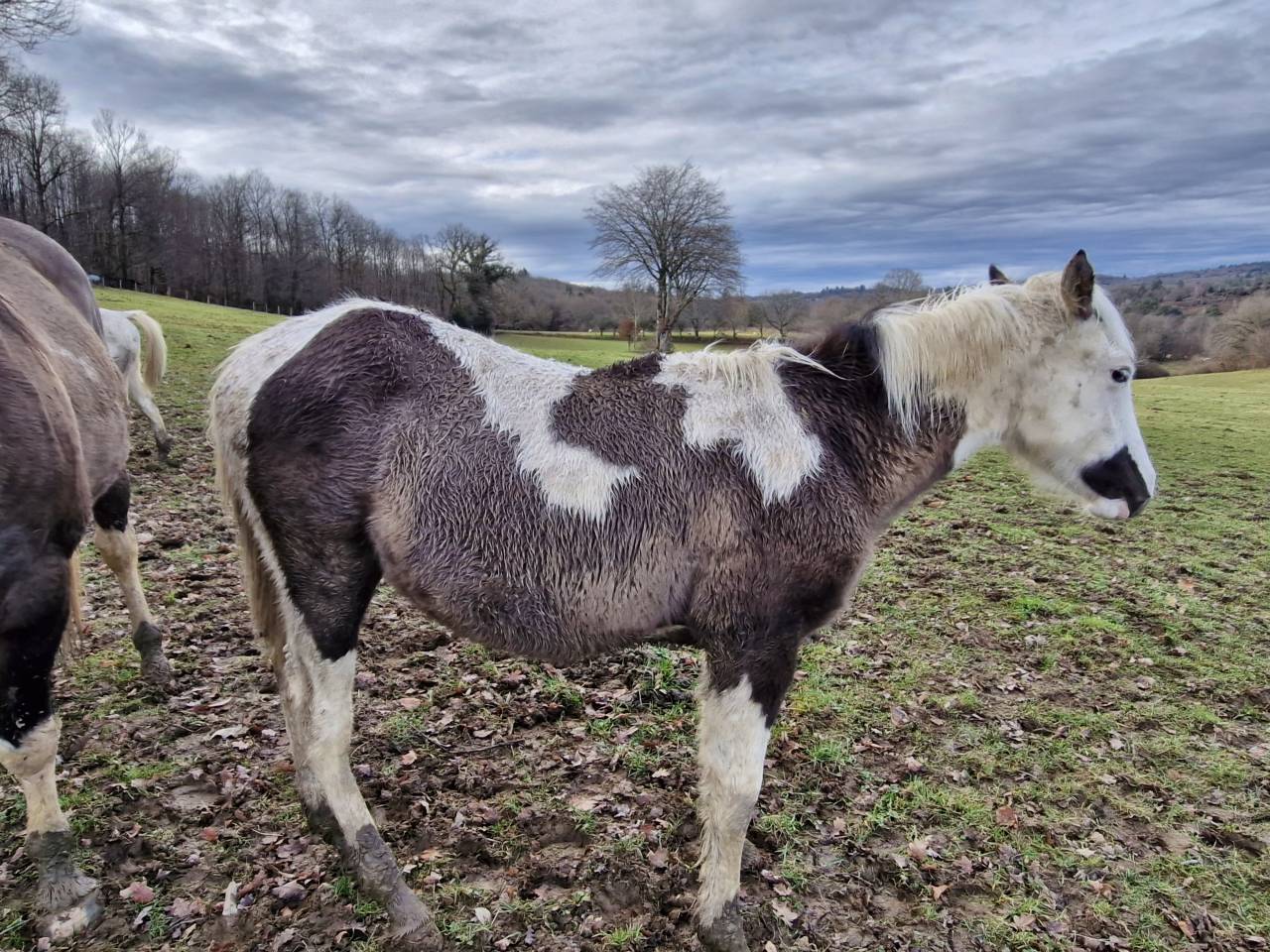 Colt Paint For sale 2025 Paint