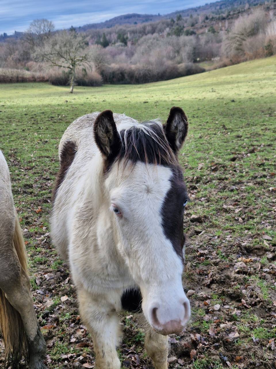 Colt Paint For sale 2025 Paint