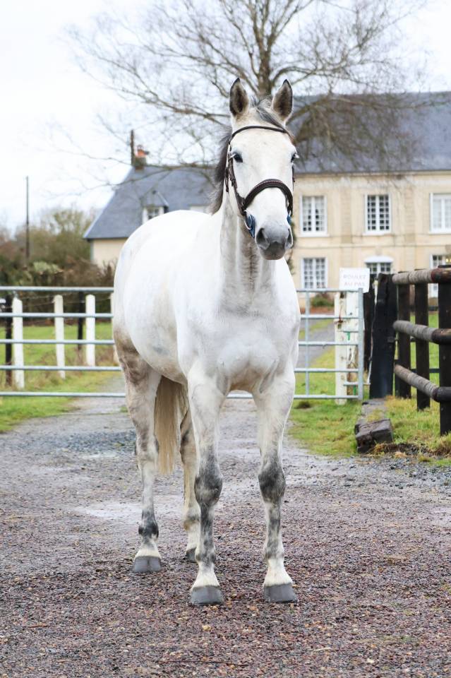 Gelding KWPN Dutch Warmblood For sale 2015 Grey