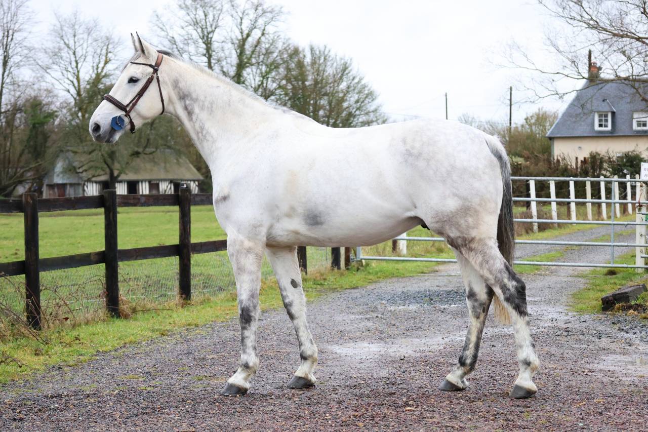 Gelding KWPN Dutch Warmblood For sale 2015 Grey
