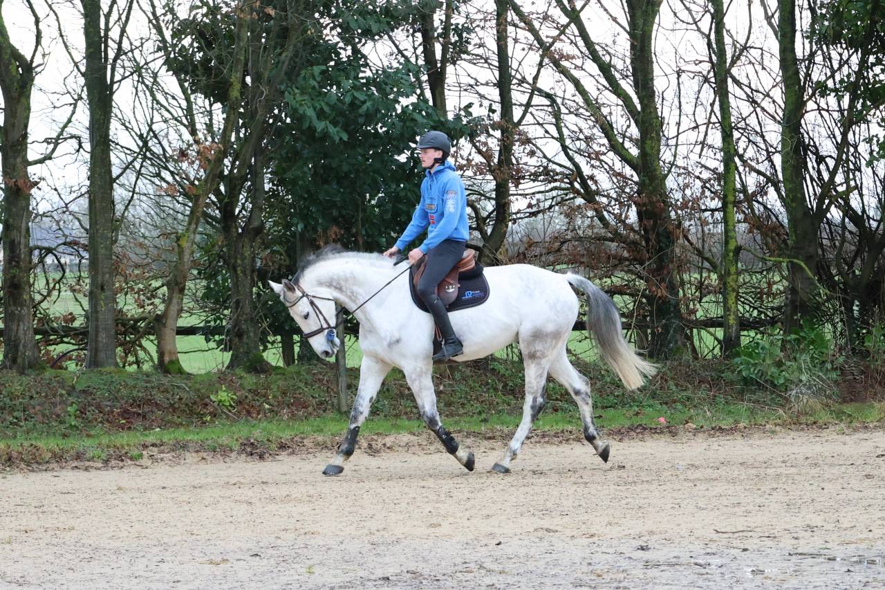 Gelding KWPN Dutch Warmblood For sale 2015 Grey