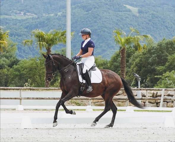 Mare Lusitano For sale 2019 Dark Bay