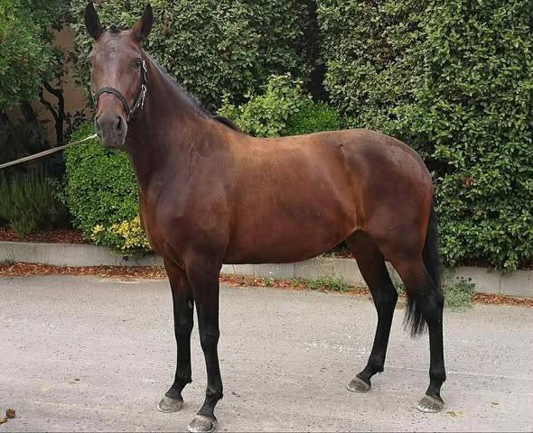 Mare Lusitano For sale 2019 Dark Bay