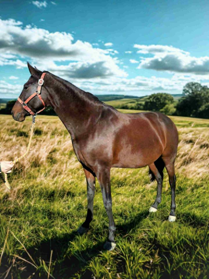 Mare Lusitano For sale 2019 Dark Bay