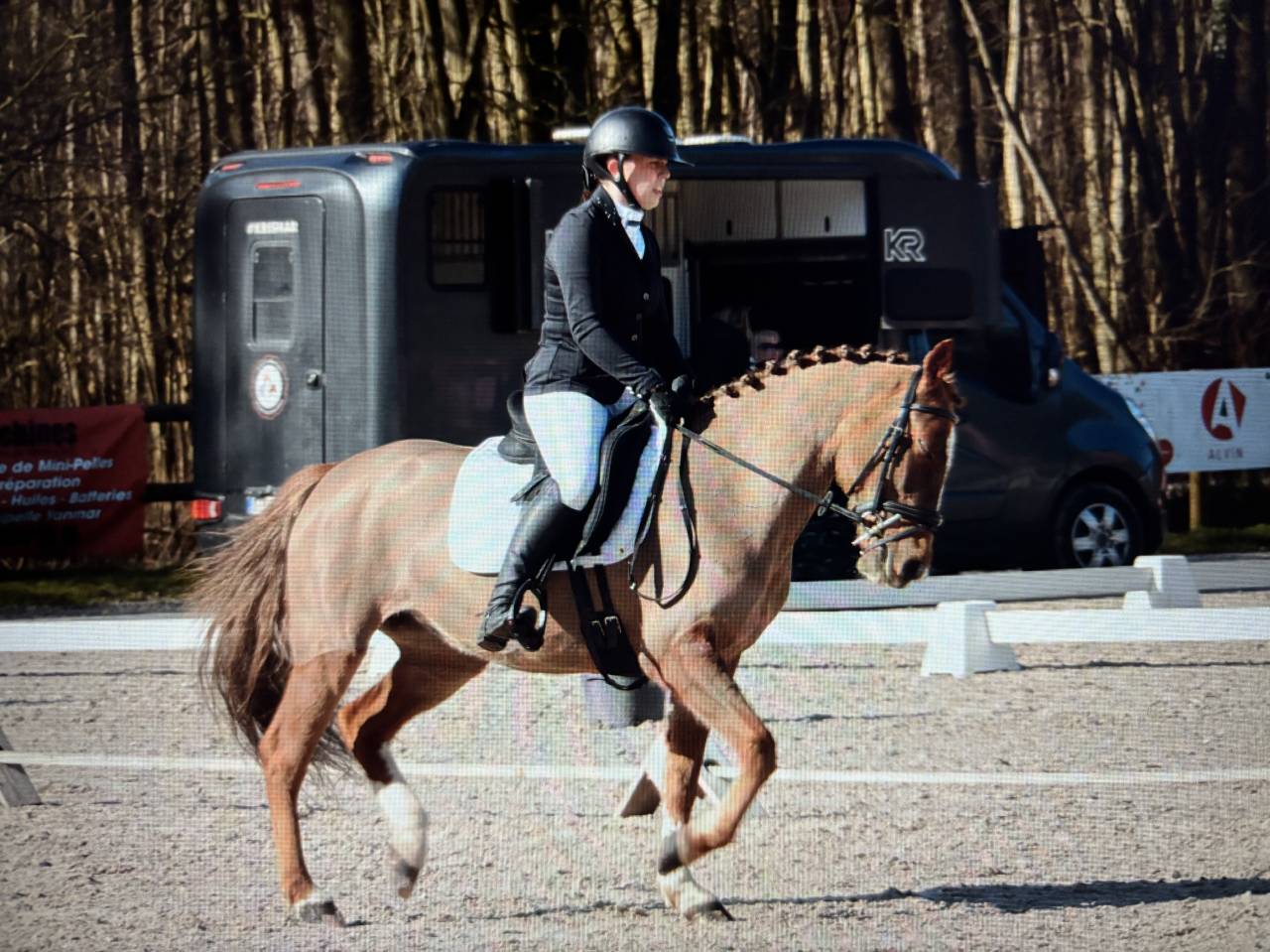 Mare Other Pony Breed For sale 2019 Chesnut