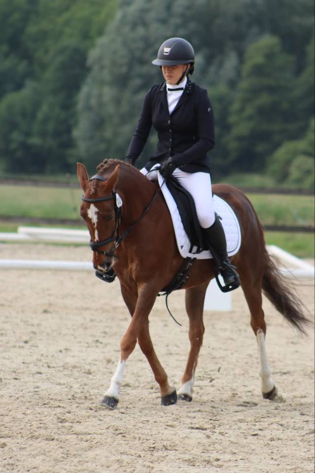 Mare Other Pony Breed For sale 2019 Chesnut