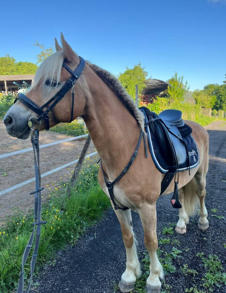 Gelding Haflinger For sale 2017 Chesnut