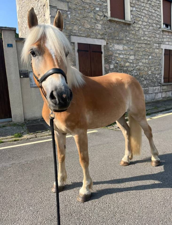Gelding Haflinger For sale 2017 Chesnut