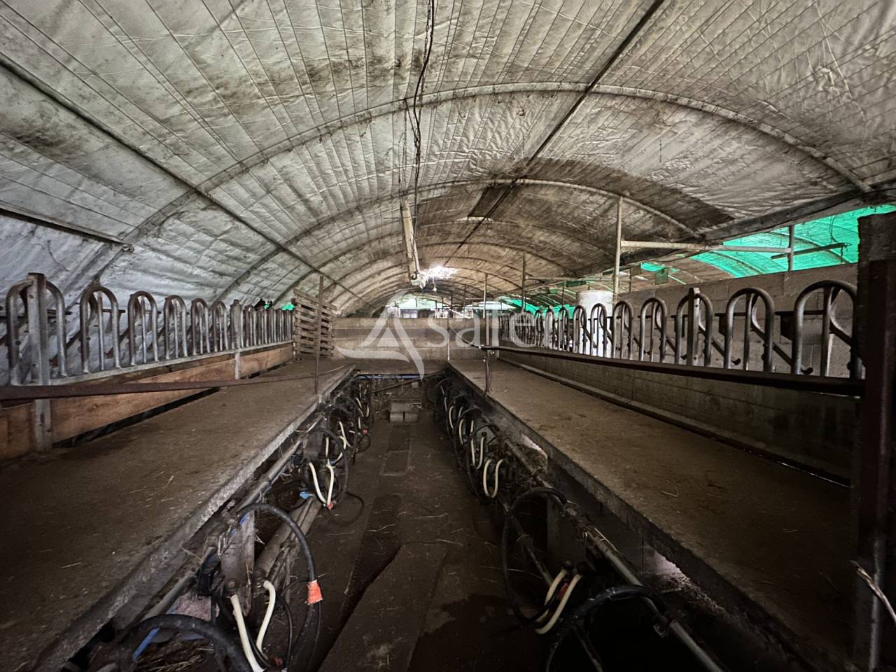 Sheep farm  Charente