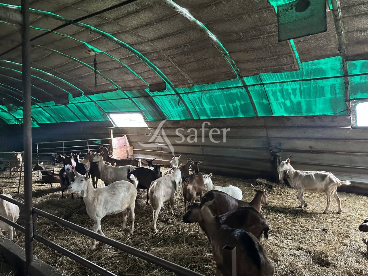 Sheep farm  Charente