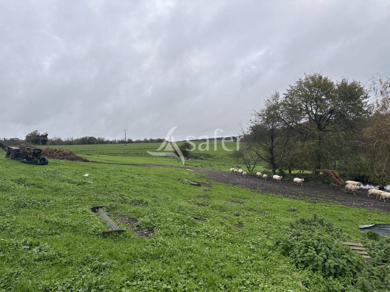 Sheep farm  Charente