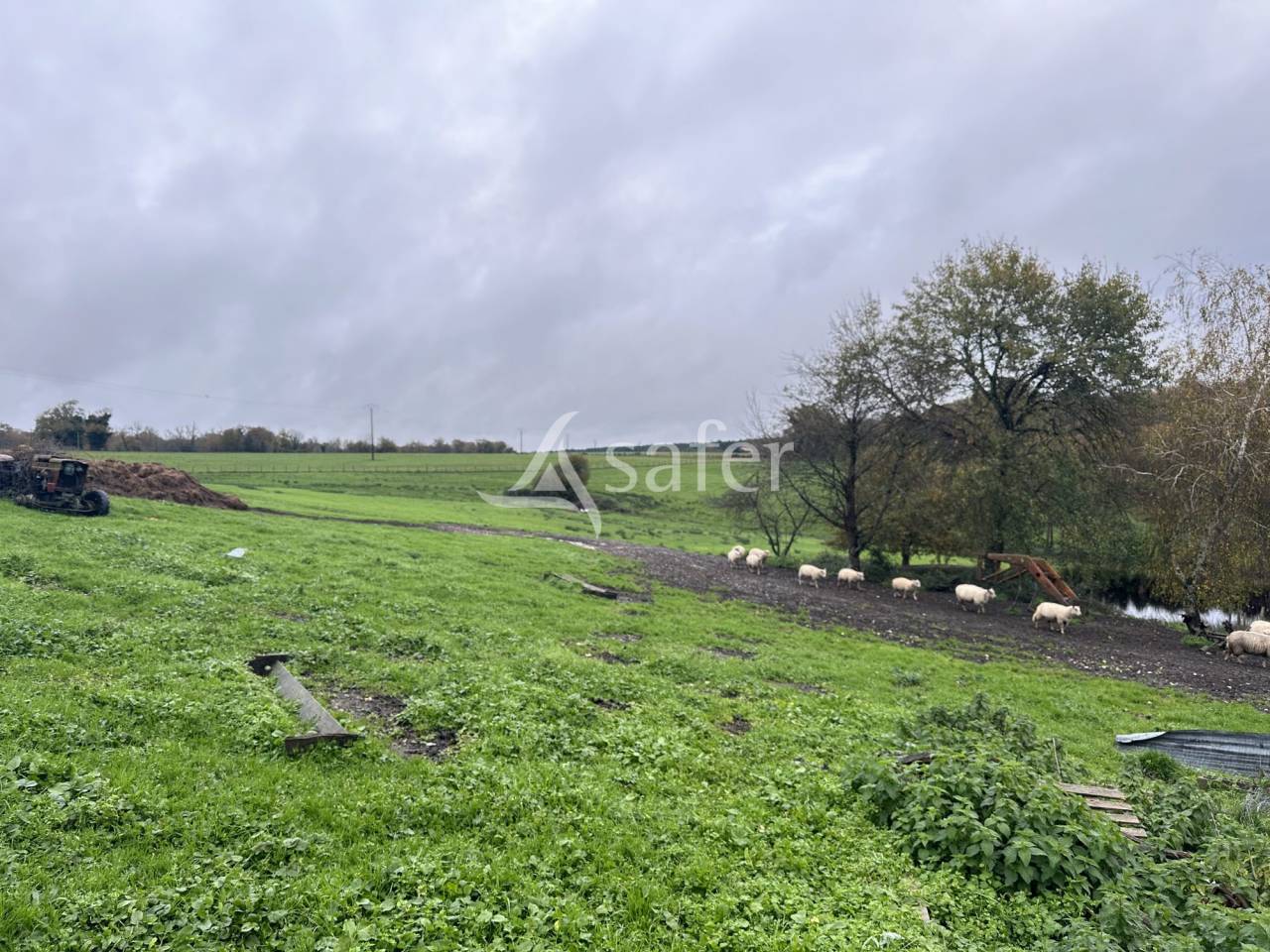 Sheep farm  Charente
