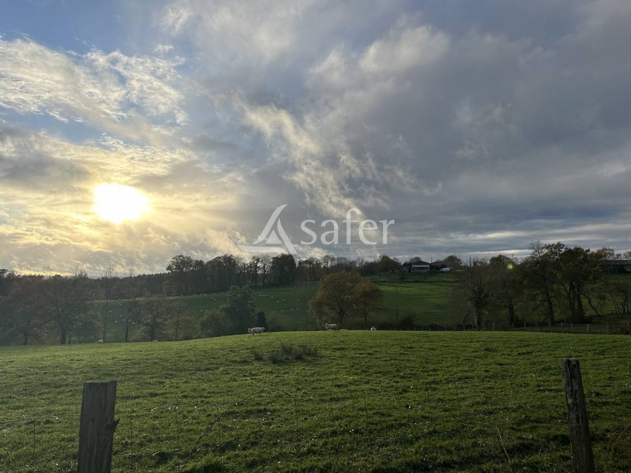 Sheep farm  Charente