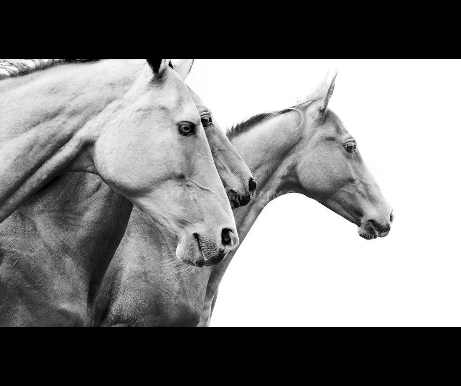 Equestrian property  Bouches-du-Rh&ocirc;ne