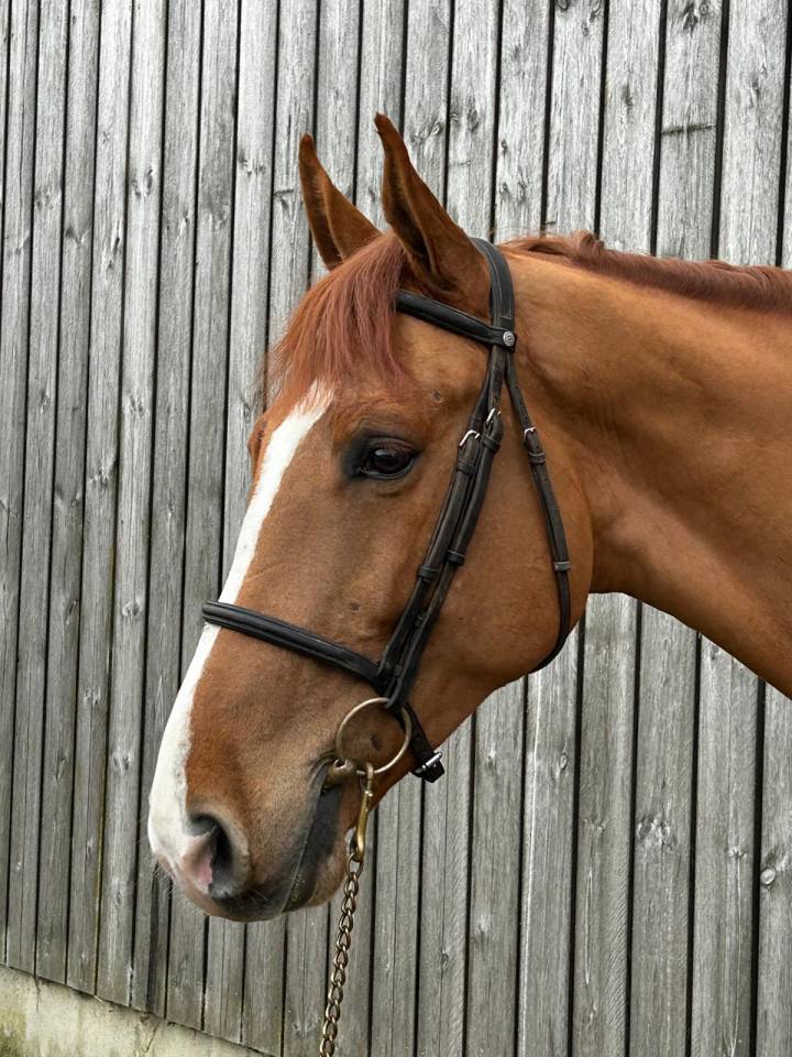 Gelding Selle Fran&ccedil;ais For loan 2020 Chesnut