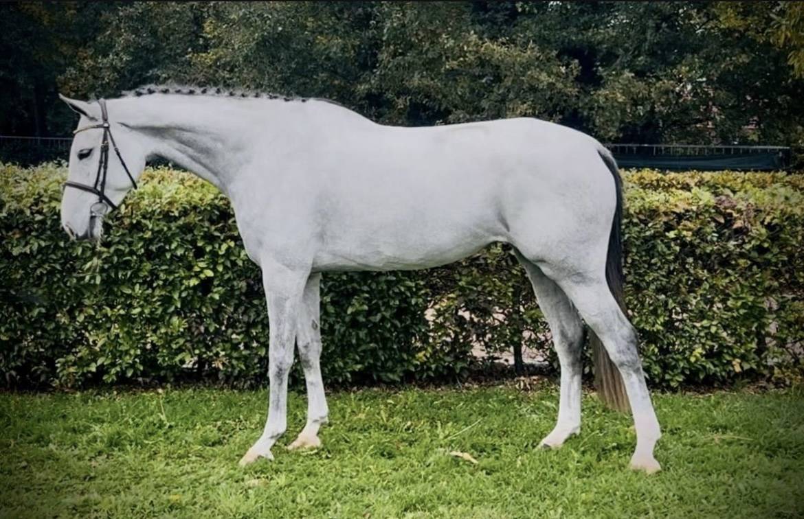 Gelding BWP Belgian Warmblood For sale 2021 Grey