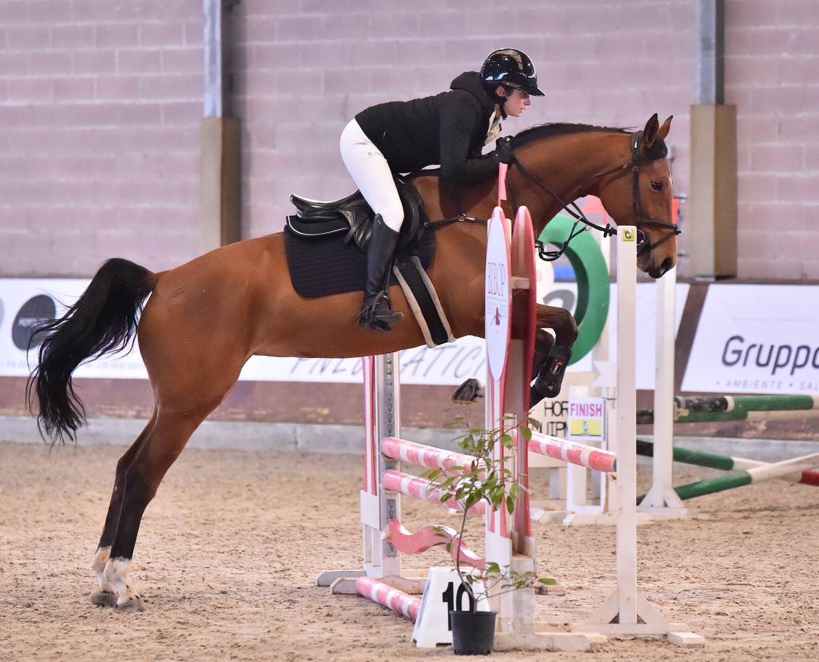 Mare Cheval de Selle Italien For sale 2021 Bay