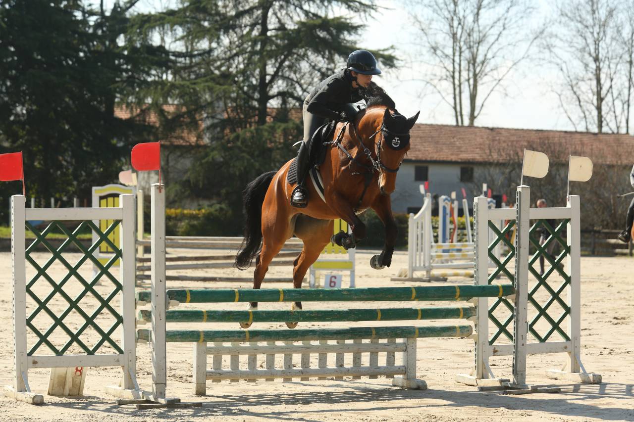 Mare Cheval de Selle Italien For sale 2021 Bay