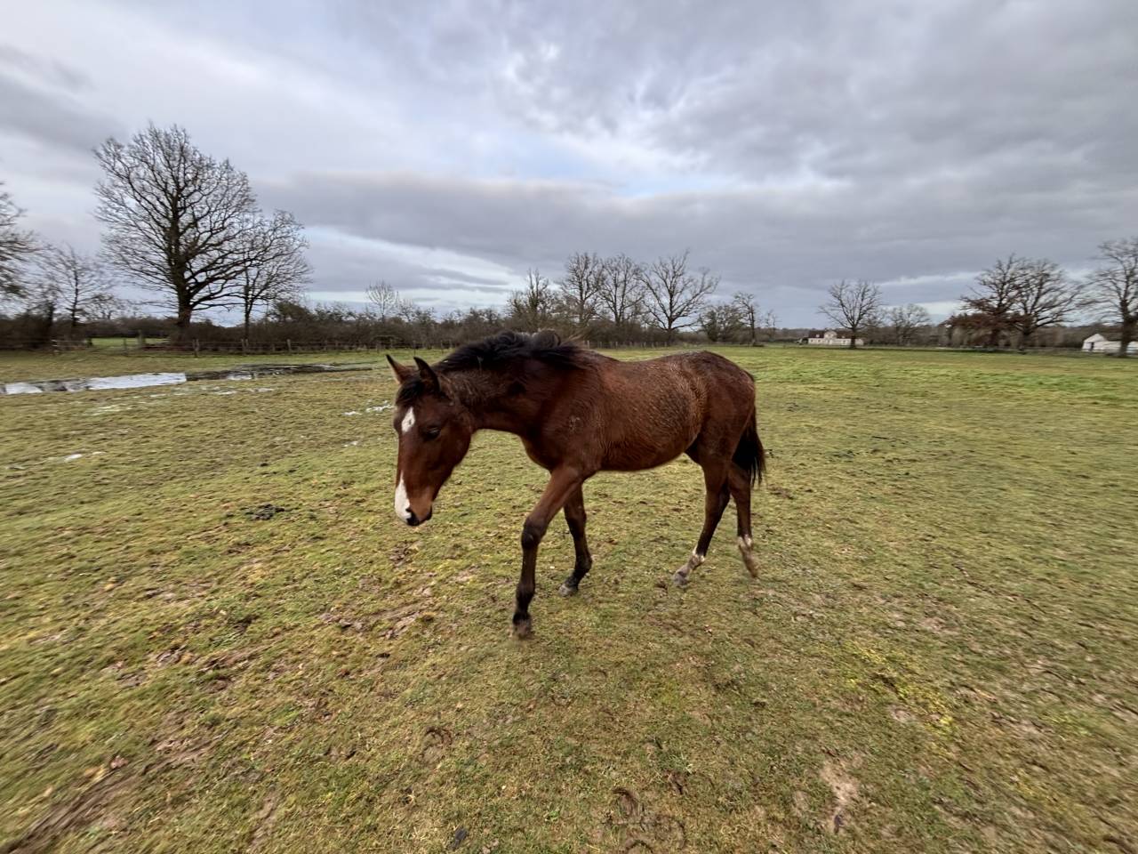 Colt Selle Fran&ccedil;ais For sale 2025 Bay
