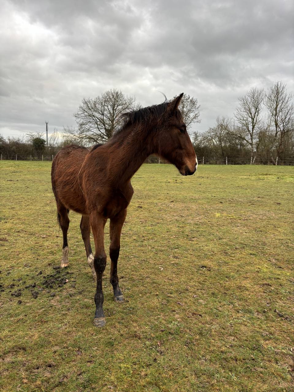 Colt Selle Fran&ccedil;ais For sale 2025 Bay